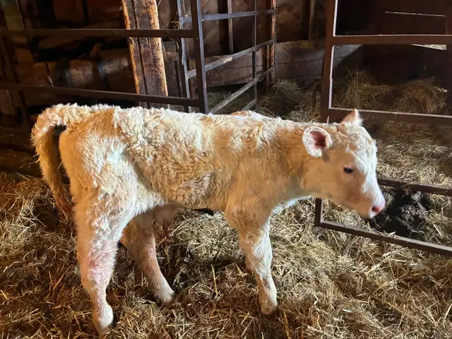 Replacement Calf
