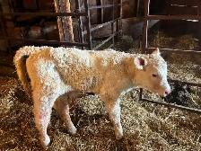 Replacement Calf