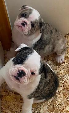 Bulldog Puppies