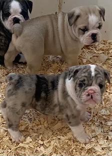 Bulldog Puppies - Photo 2