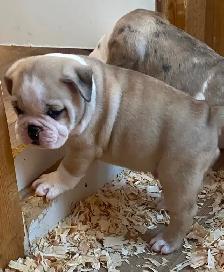 Bulldog Puppies - Photo 3