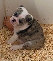 Bulldog Puppies - Photo 4