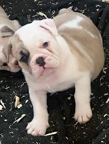 Bulldog Puppies - Photo 5