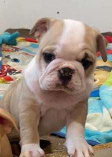 Bulldog Puppies - Photo 7