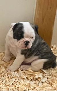 Bulldog Puppies - Photo 8