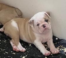 Bulldog Puppies - Photo 9