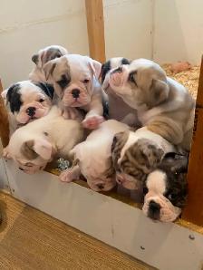 Bulldog Puppies - Photo 10