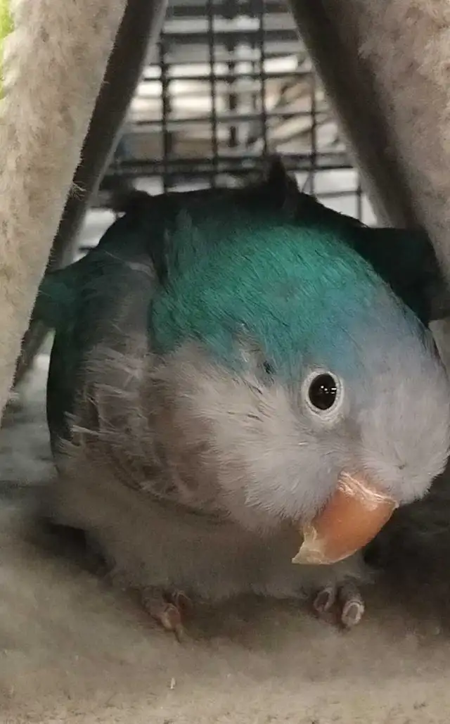 blue quaker parrot - Photo 2