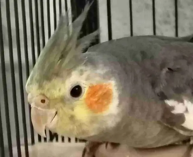 baby male cockatiel
