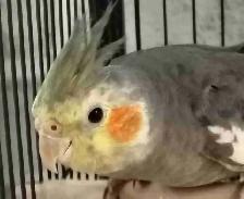 baby male cockatiel