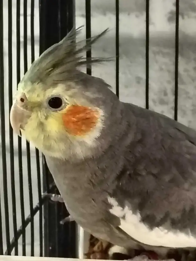 baby male cockatiel - Photo 2