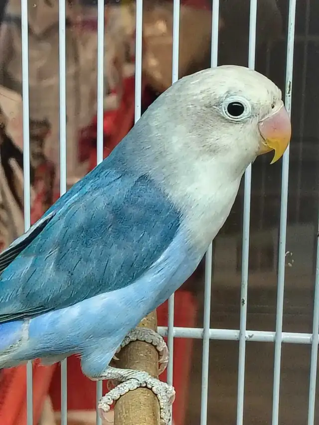 baby Fisher lovebird