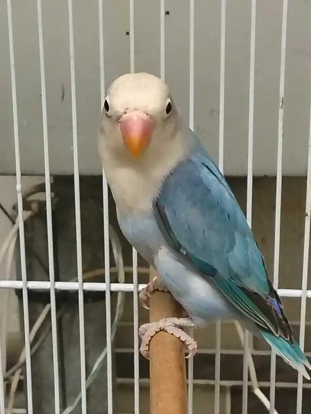 baby Fisher lovebird - Photo 2