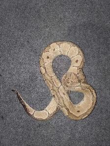 Pinstripe Ball Python