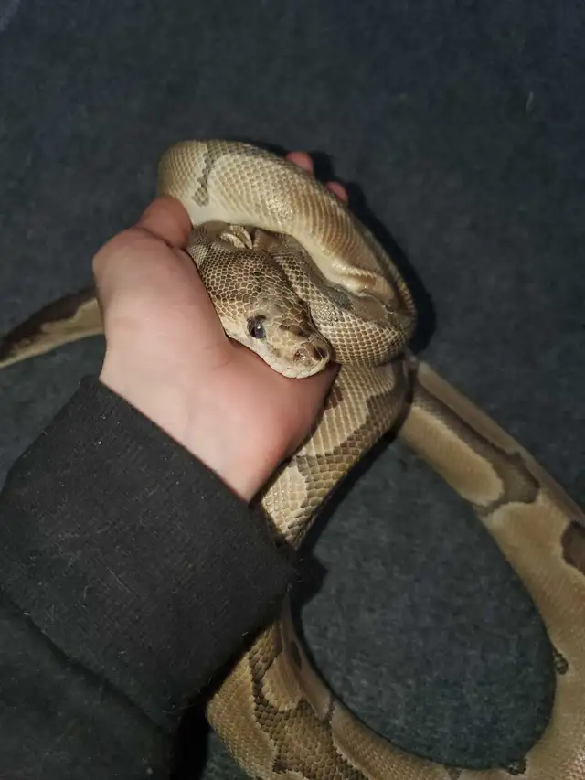 Pinstripe Ball Python - Photo 3