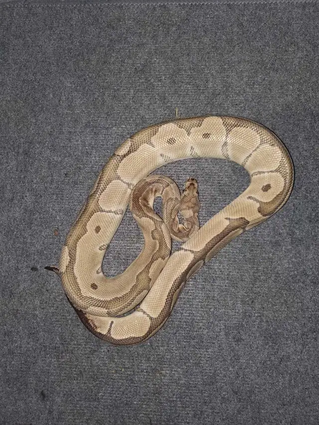 Pinstripe Ball Python - Photo 4