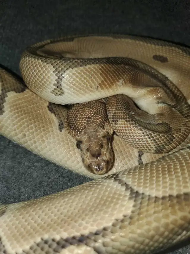 Pinstripe Ball Python - Photo 5