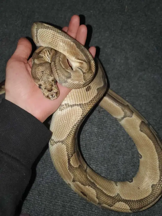 Pinstripe Ball Python - Photo 6
