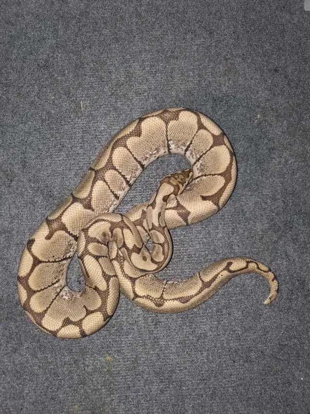 Spider Ball Python
