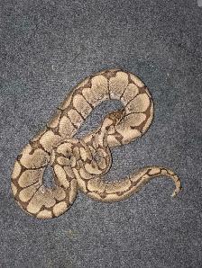 Spider Ball Python
