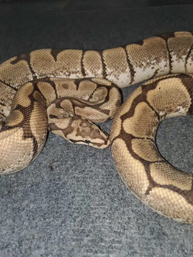 Spider Ball Python - Photo 2