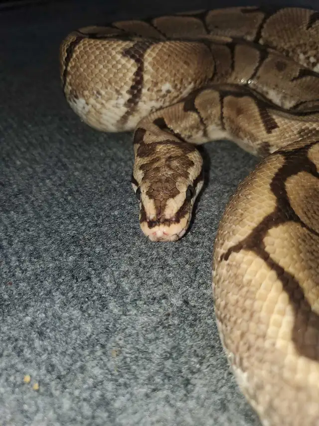 Spider Ball Python - Photo 3