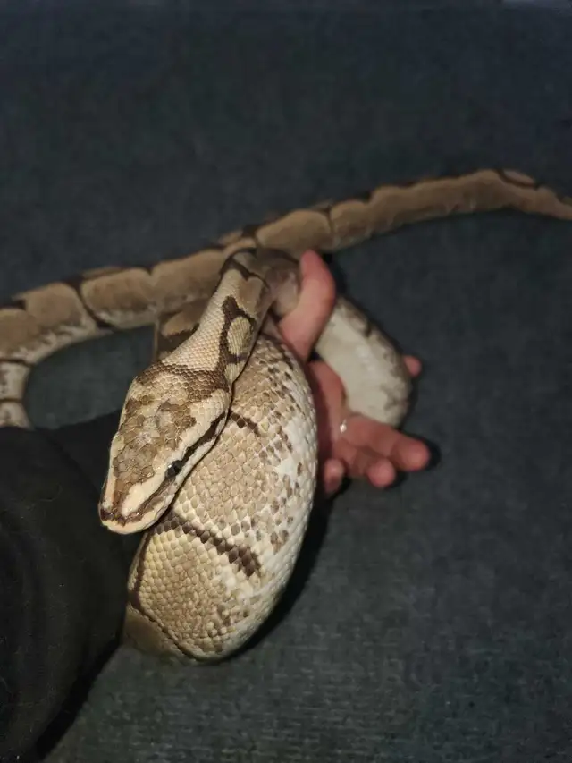 Spider Ball Python - Photo 6