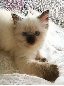 GORGEOUS BABY RAGDOLLS!! BICOLOR RAGDOLLS AVAILABLE!! - Photo 9