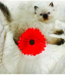GORGEOUS BABY RAGDOLLS!! BICOLOR RAGDOLLS AVAILABLE!! - Photo 10