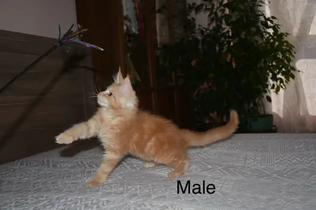 Beautiful purebred Maine Coon kittens