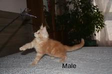 Beautiful purebred Maine Coon kittens