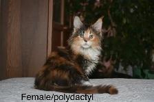 Beautiful purebred Maine Coon kittens - Photo 4