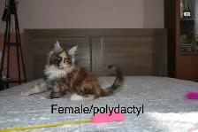 Beautiful purebred Maine Coon kittens - Photo 5
