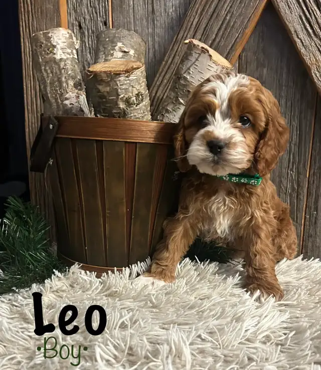cockapoo puppies - Photo 2