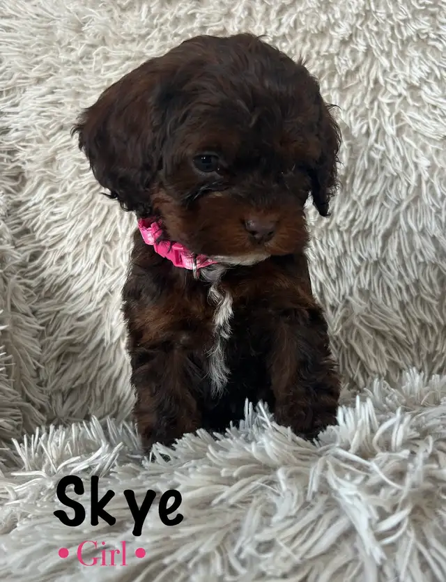 cockapoo puppies - Photo 3