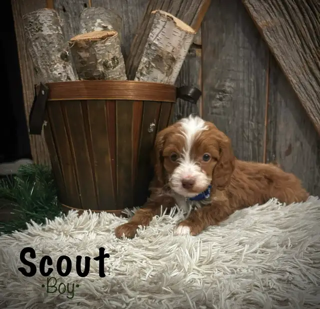 cockapoo puppies - Photo 4