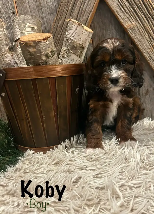 cockapoo puppies - Photo 5