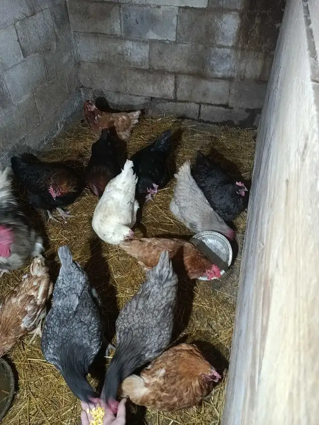 12 chickens