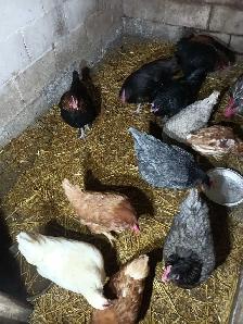 12 chickens - Photo 2