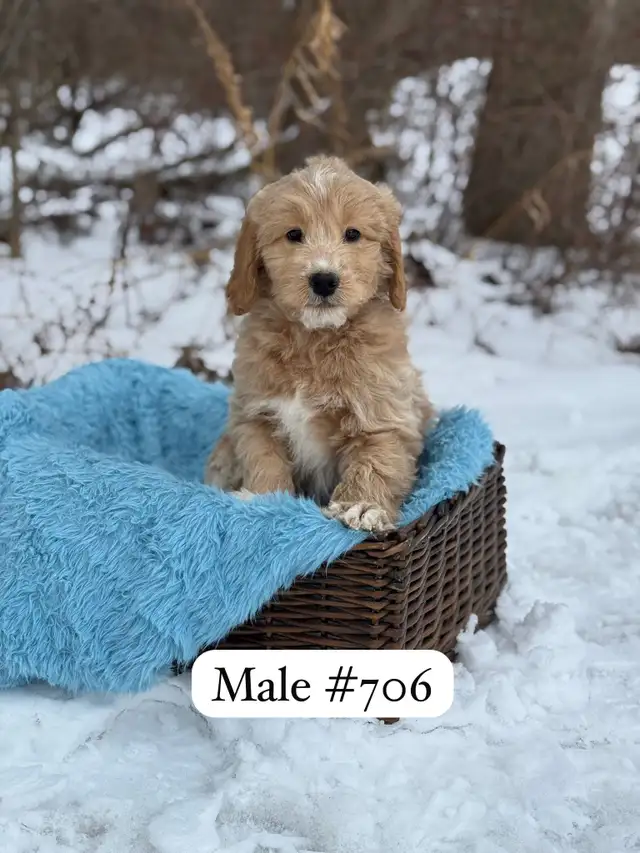 Mini Goldendoodle Puppies for Sale