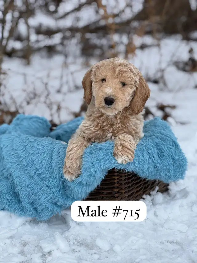 Mini Goldendoodle Puppies for Sale - Photo 2