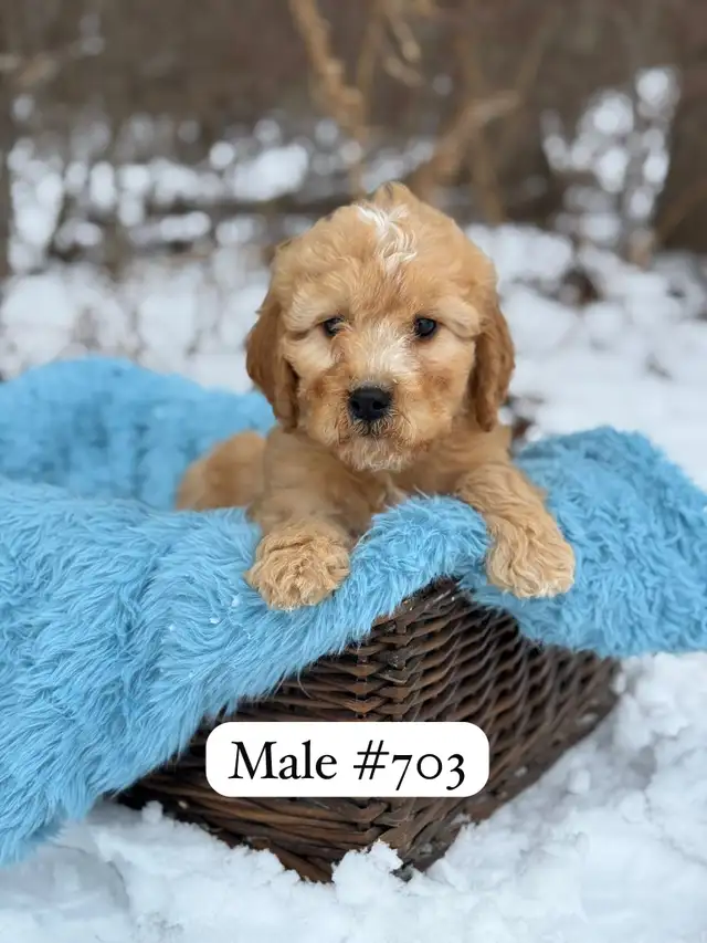 Mini Goldendoodle Puppies for Sale - Photo 3