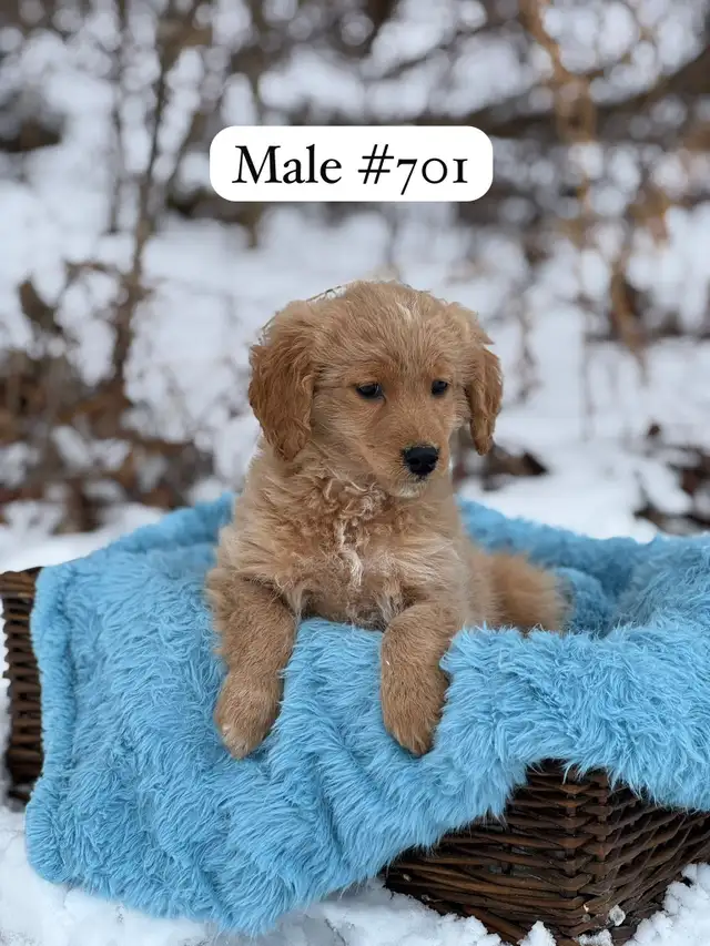 Mini Goldendoodle Puppies for Sale - Photo 4