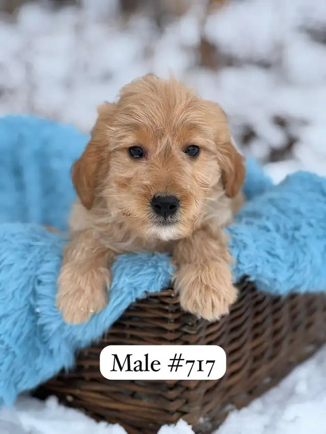 Mini Goldendoodle Puppies for Sale - Photo 5