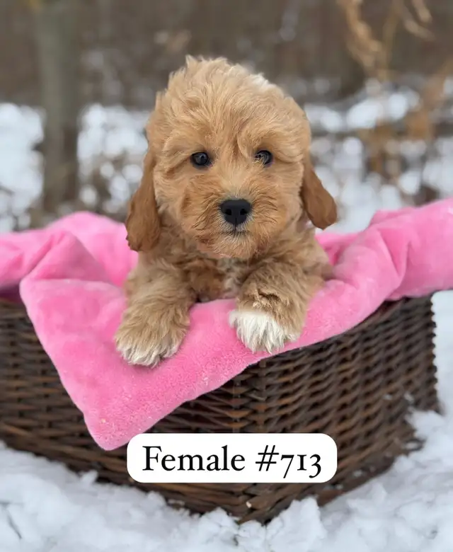 Mini Goldendoodle Puppies for Sale - Photo 6