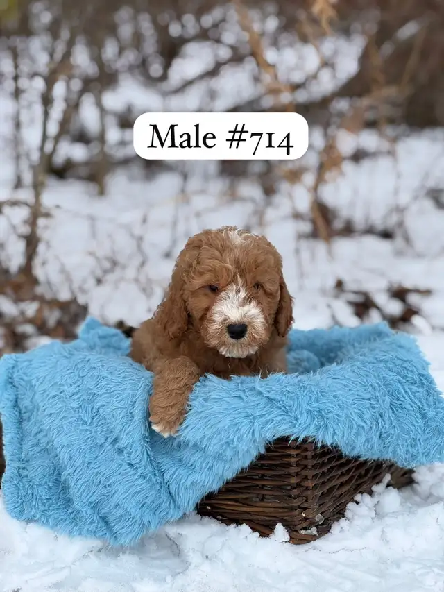 Mini Goldendoodle Puppies for Sale - Photo 7