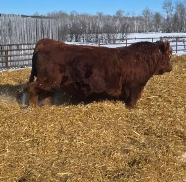 Simmental Bull