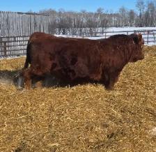 Simmental Bull