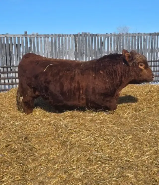 Simmental Bull - Photo 2