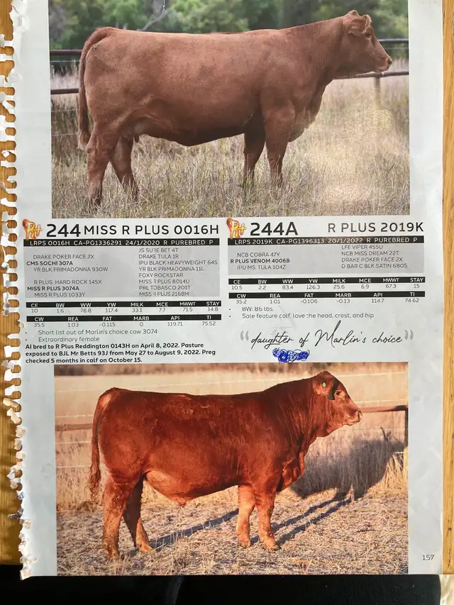 Simmental Bull - Photo 3